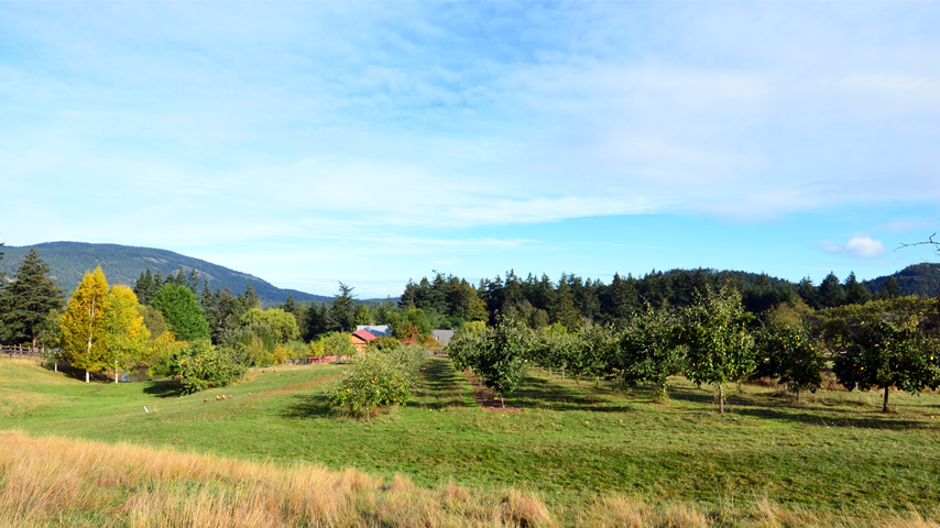 summer in the orchard